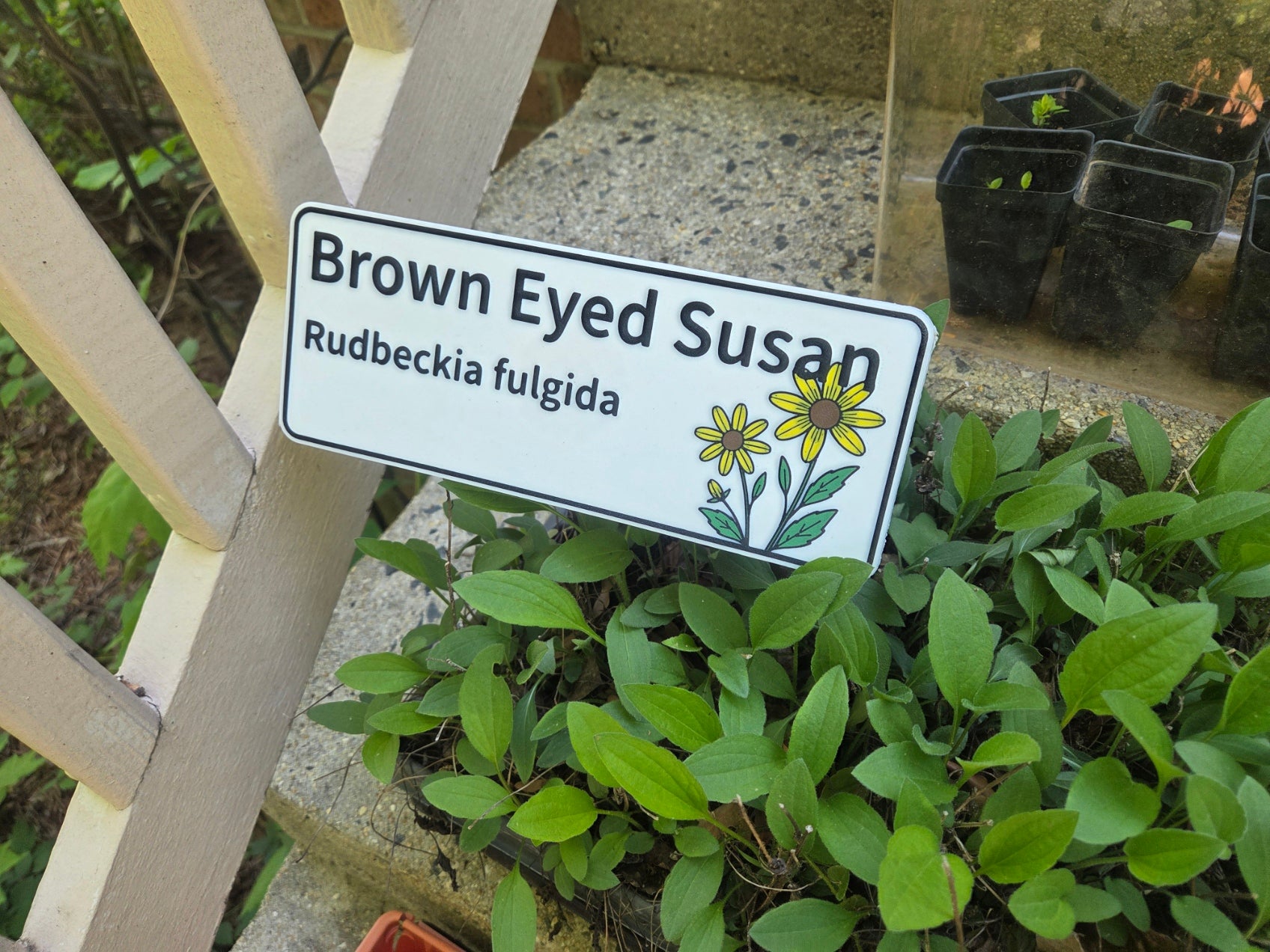 Brown-Eyed Susan - Rudbeckia fulgida