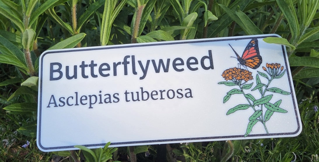 Butterflyweed - Asclepias tuberosa