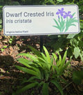 Dwarf crested iris - Iris cristata