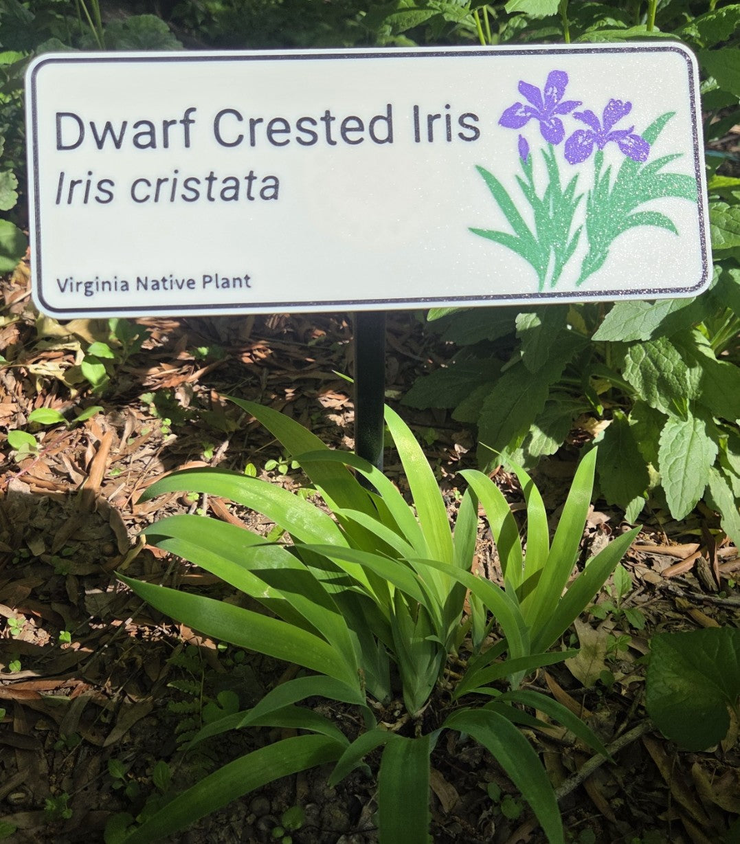 Dwarf crested iris - Iris cristata