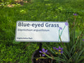 Blue-eyed Grass - Sisyrinchum angustifolium
