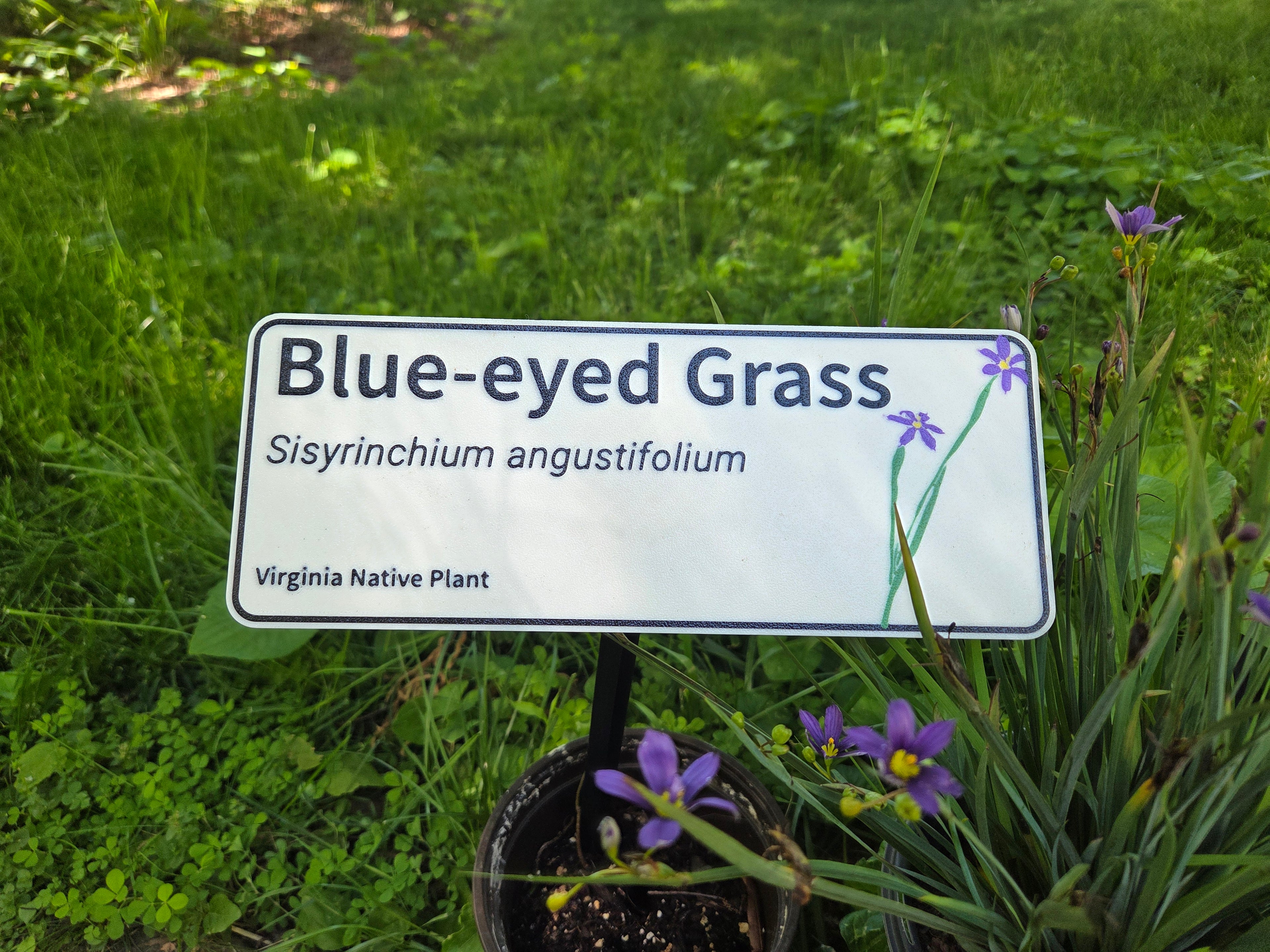 Blue-eyed Grass - Sisyrinchum angustifolium