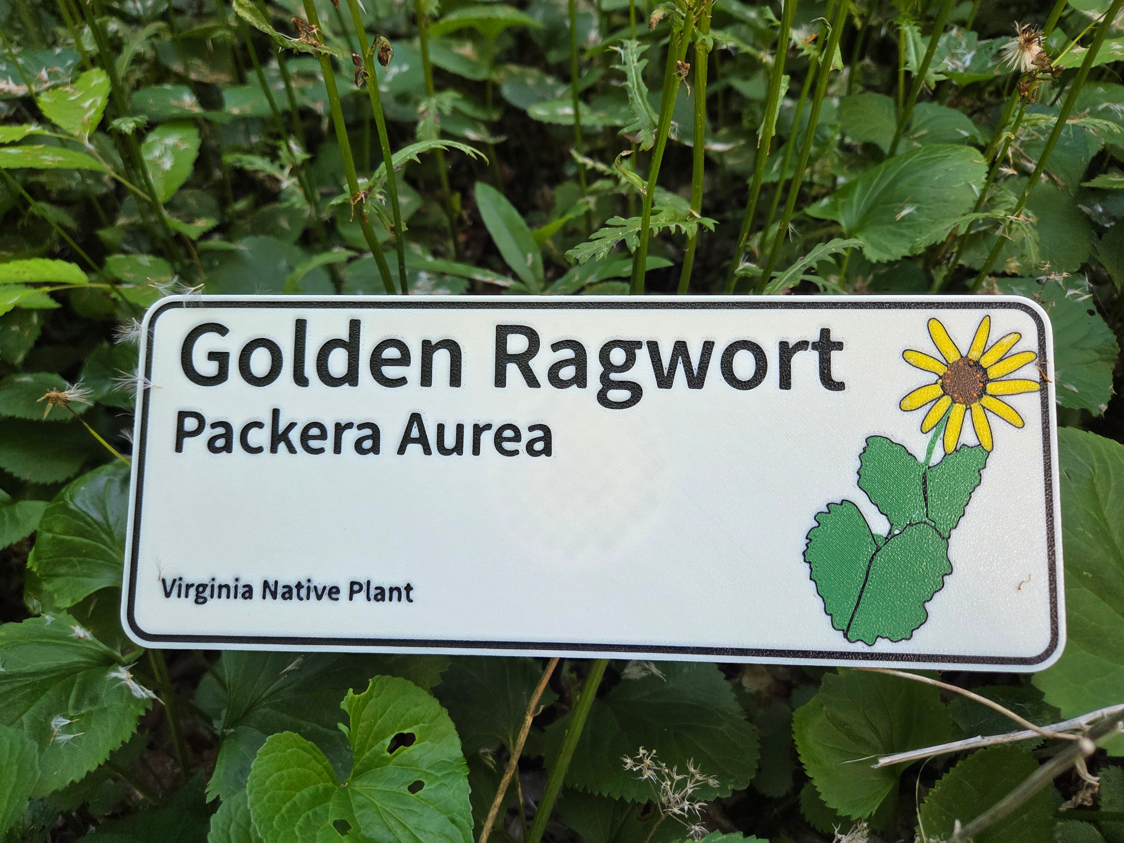 Golden Ragwort - Packera aurea