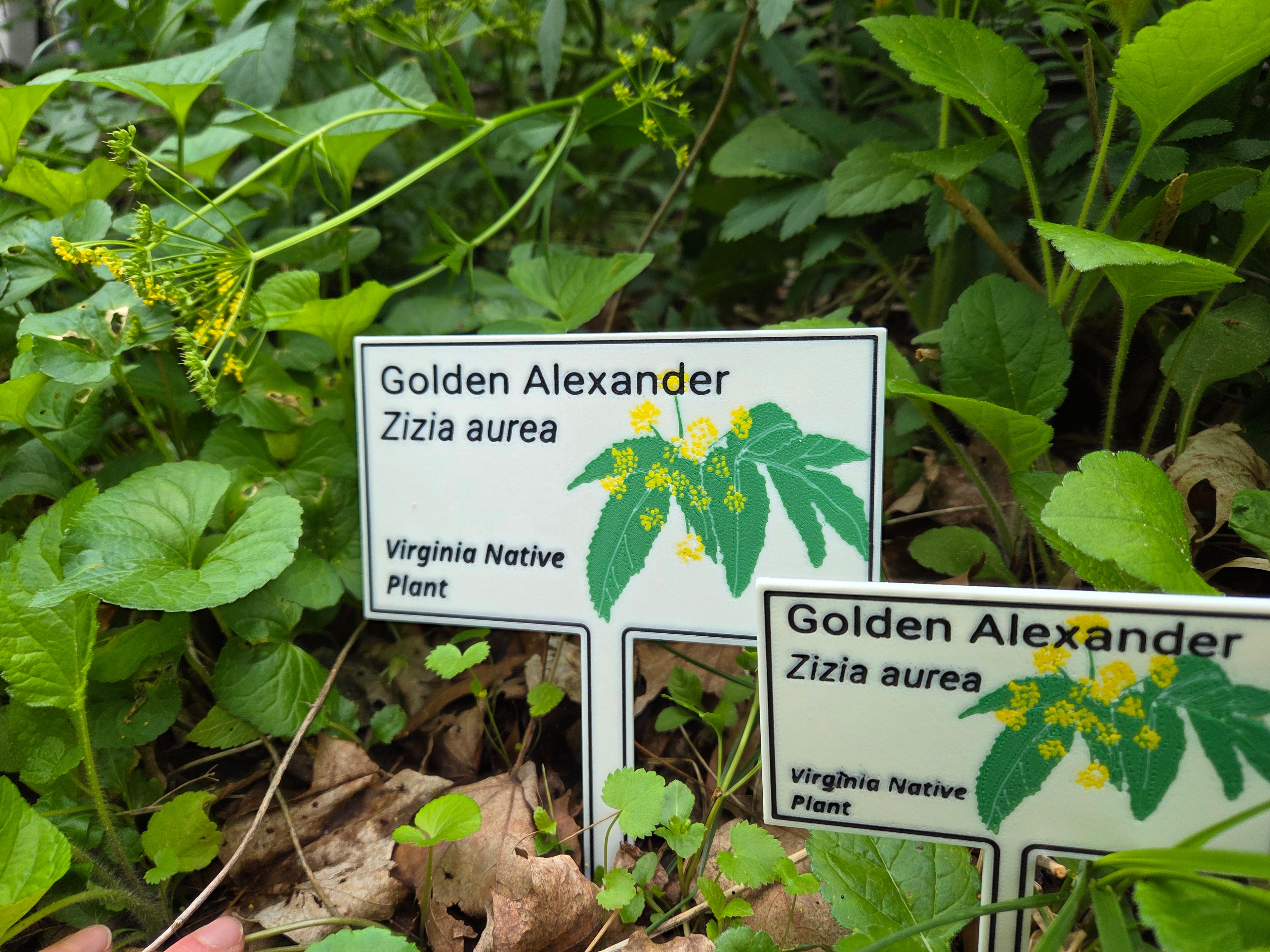Golden Alexander - Zizea aurea