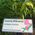Swamp Milkweed - Asclepias incarnata