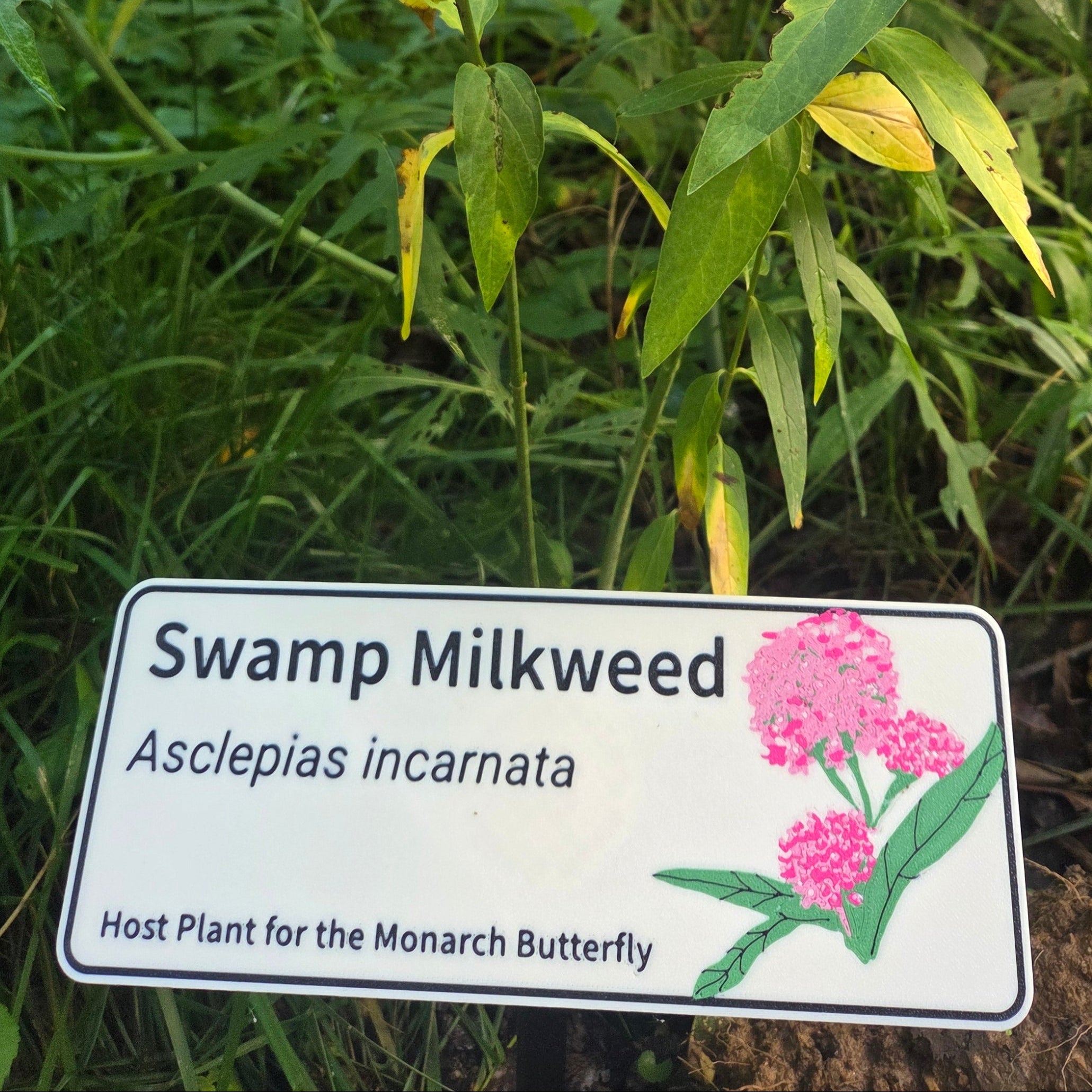 Swamp Milkweed - Asclepias incarnata