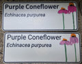 Purple Coneflower - Echinacea purpurea