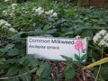 Common Milkweed - Asclepias syriaca