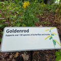 A white informational sign reading 'Goldenrod' with a small plant illustration, placed in a garden bed with green plants and a blurred vehicle in the background.
