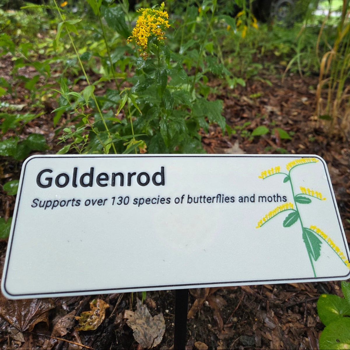 A white informational sign reading 'Goldenrod' with a small plant illustration, placed in a garden bed with green plants and a blurred vehicle in the background.