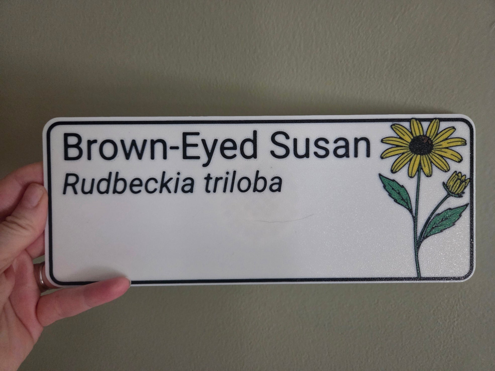 Brown-Eyed Susan - Rudbeckia triloba