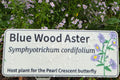 Blue Wood Aster - Symphyotrichium cordifolium