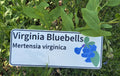 Virginia Bluebells - Mertensia virginica