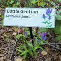 Bottle Gentian - Gentiana clausa