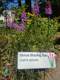Dense Blazing Star - Liatris spicata