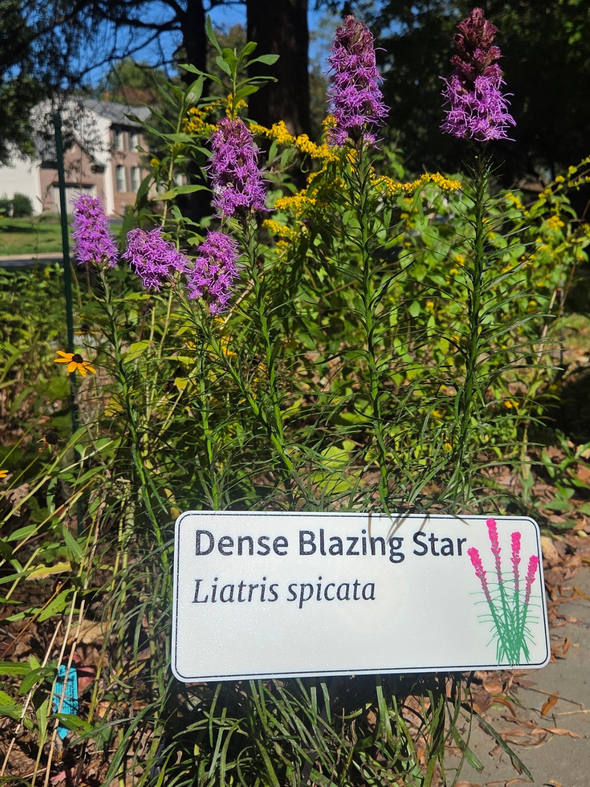 Dense Blazing Star - Liatris spicata