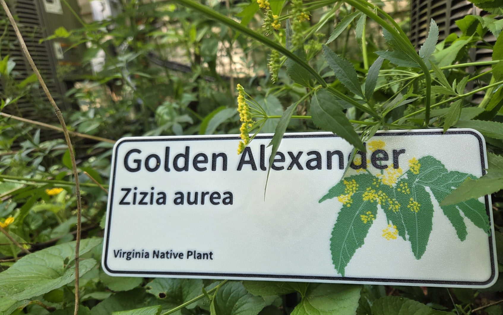 Golden Alexander - Zizea aurea