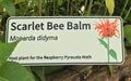 Bee Balm - Monarda didyma
