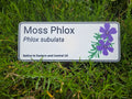 Moss Phlox - Phlox subulata