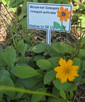 Mouse-ear Coreopsis - Coreopsis auriculata