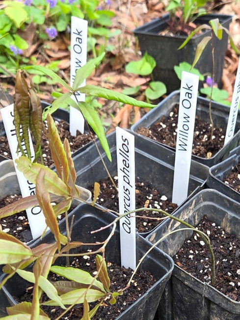Plant Tags