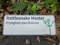 Rattlesnake Master - Eryngium yuccifolium