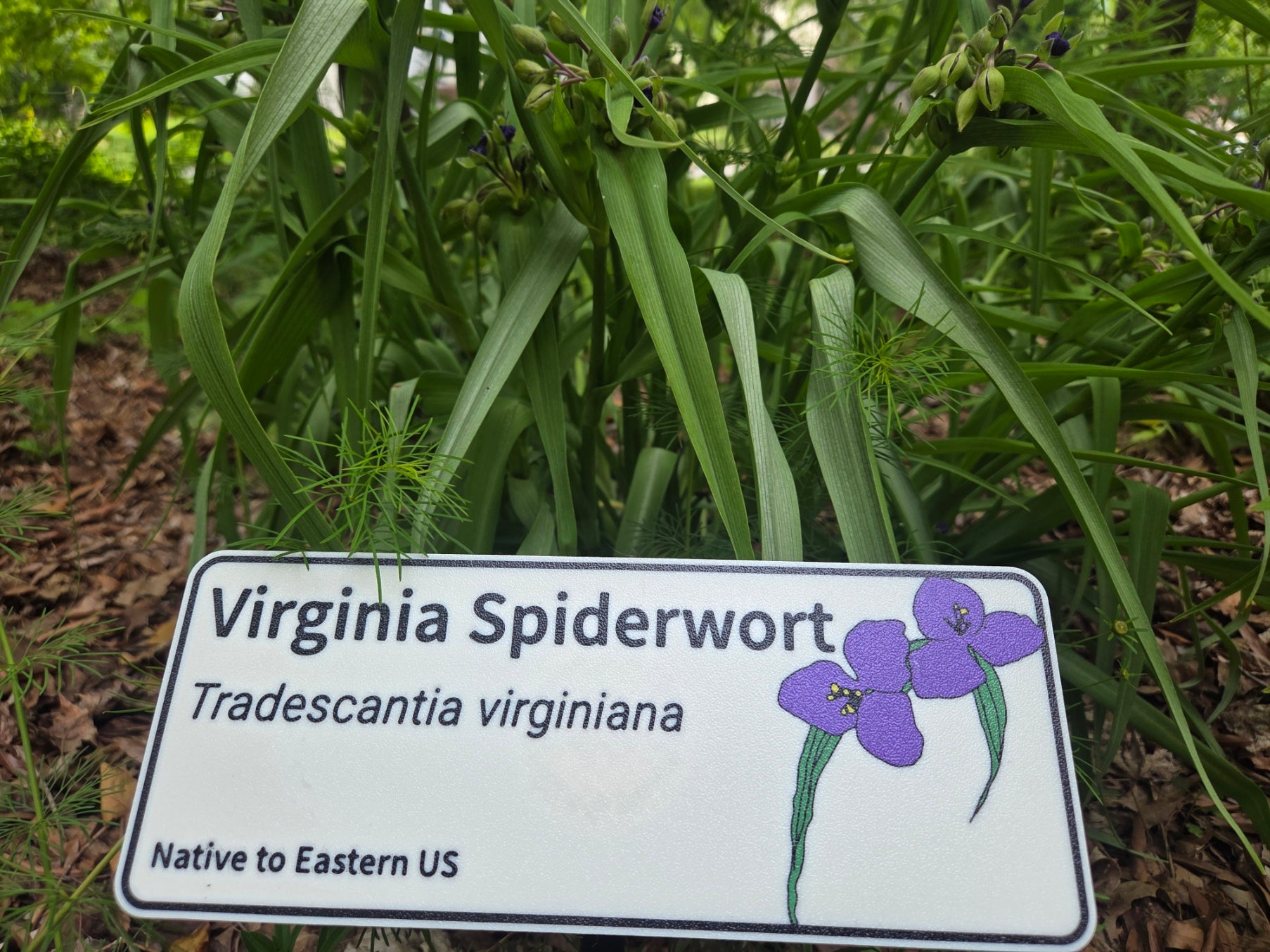 Virginia Spiderwort - Tradescantia virginiana