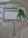 Sweetfern - Comptonia peregrina