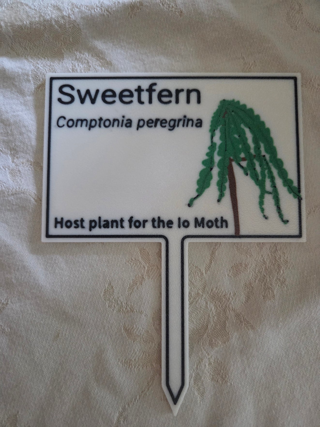 Sweetfern - Comptonia peregrina