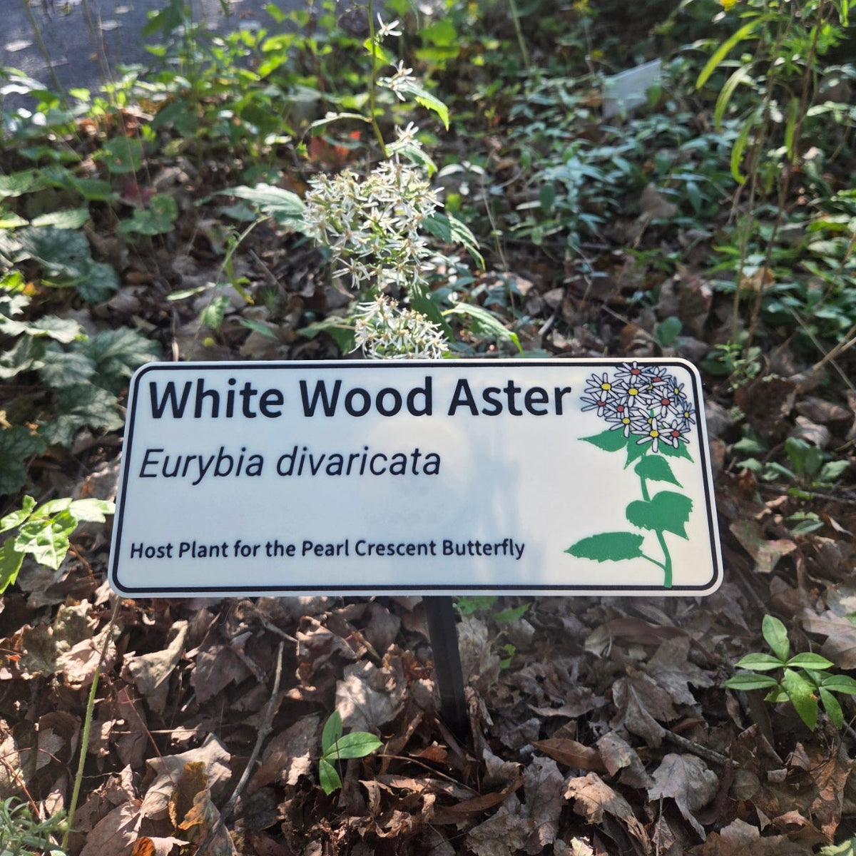 White Wood Aster - Eurybia divaricata