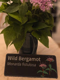 Wild Bergamot - Monarda fistulosa