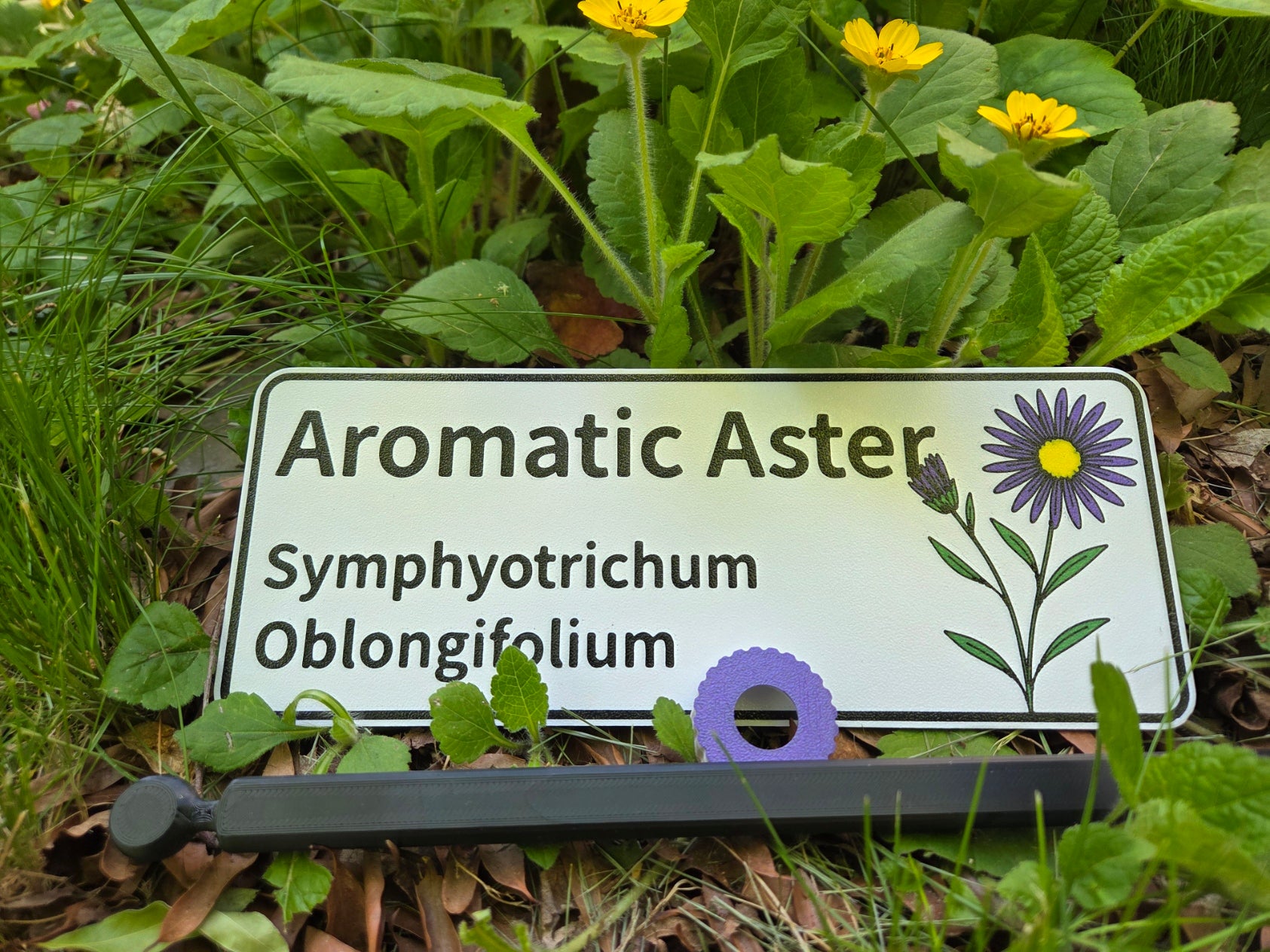 Aromatic Aster - Symphyotrichium oblongifolium