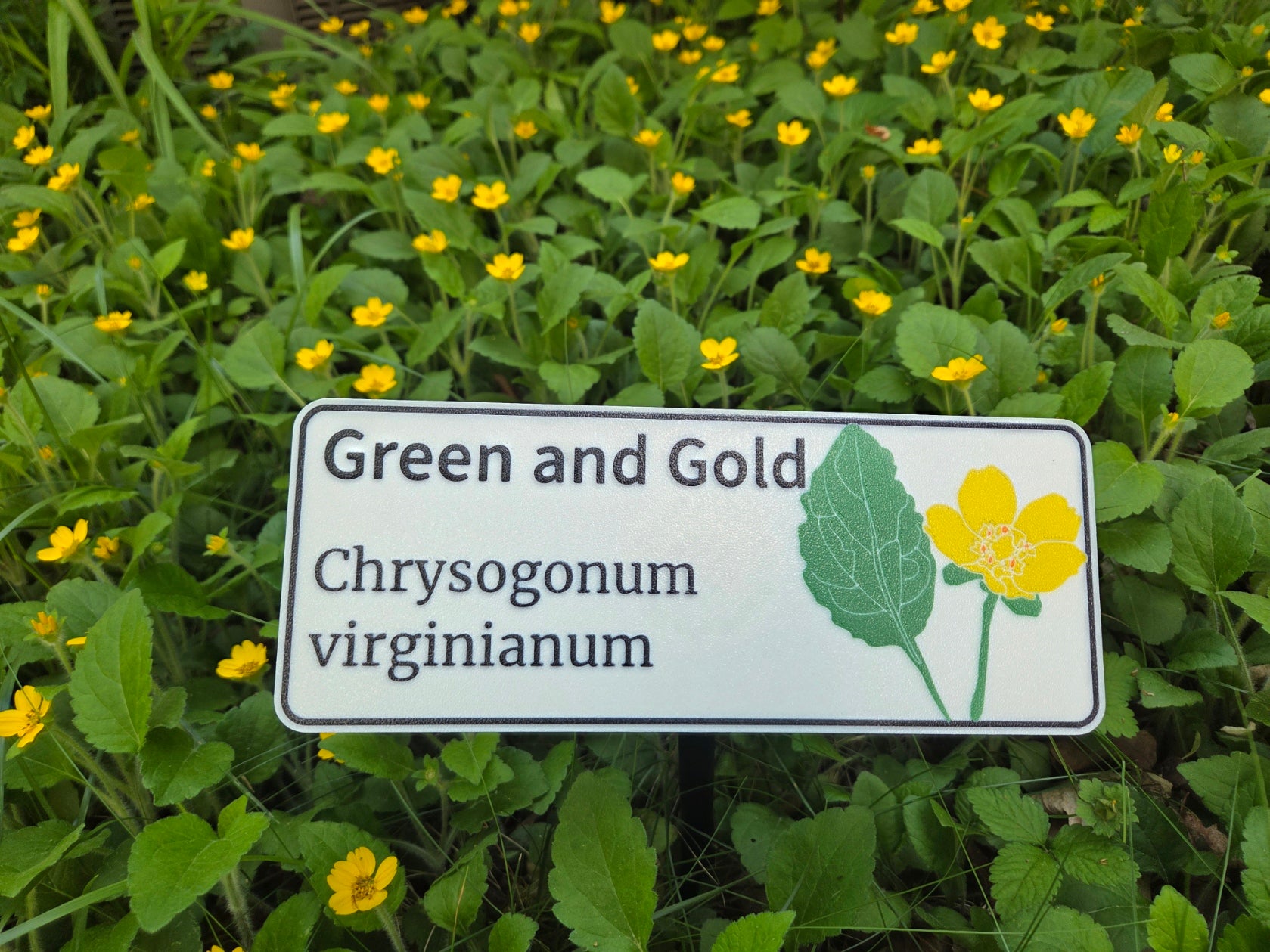 Green and Gold - Chrysogonum virginianum
