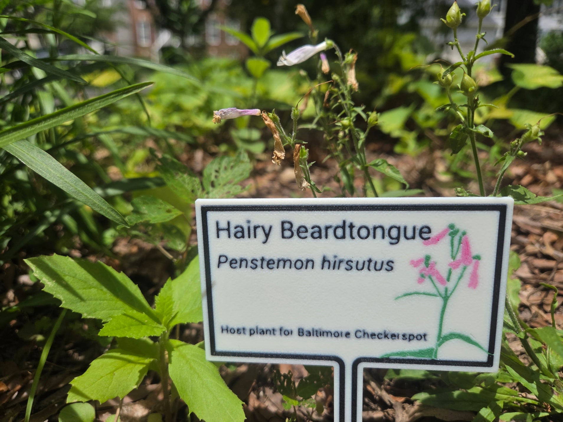 Hairy Beardtongue - Penstemon hirsutus