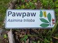 Paw Paw - Asmina Triloba