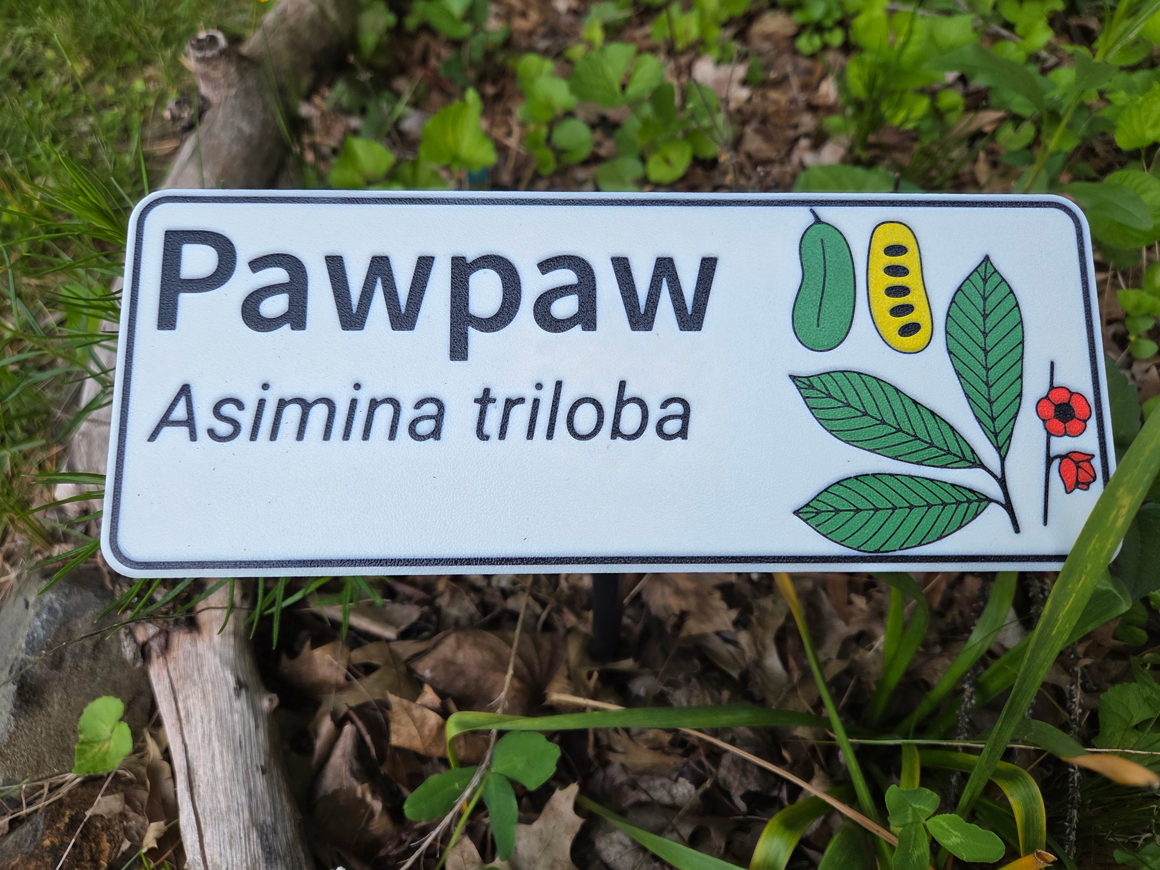 Paw Paw - Asmina Triloba