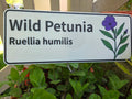 Wild Petunia - Ruellia humilis